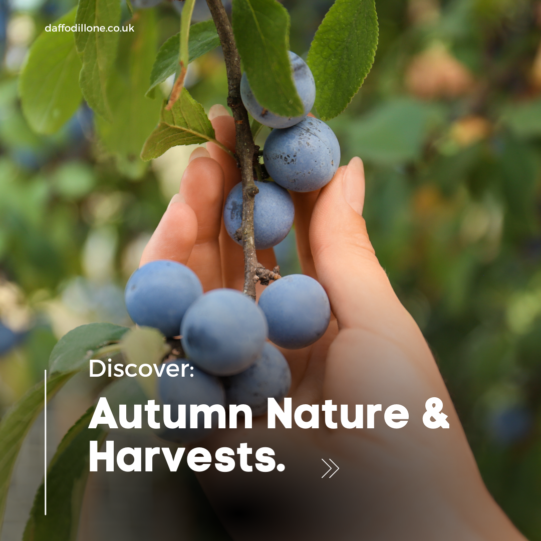 Autumn Nature and Harvests