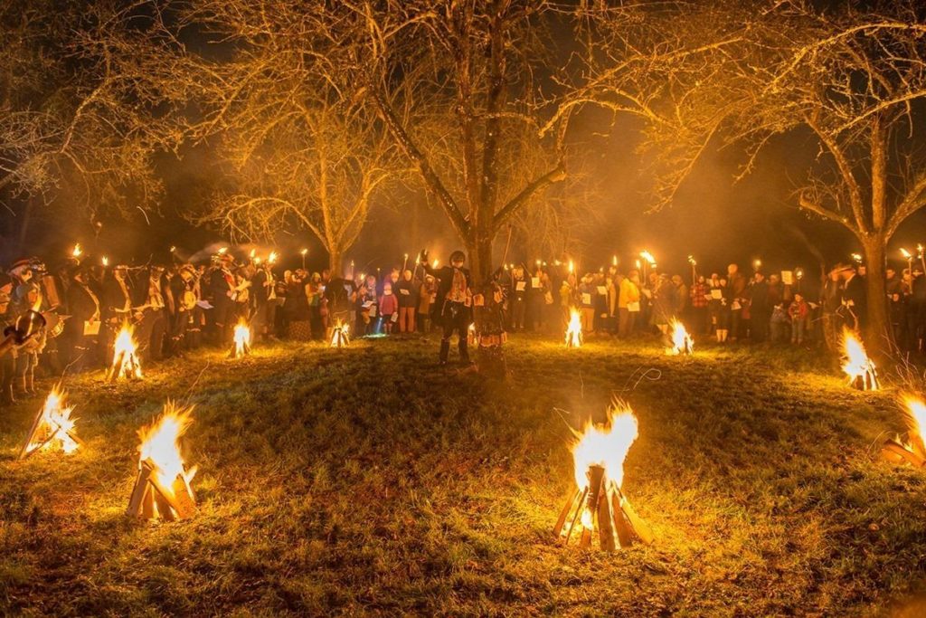 wassailing in the apple orchards