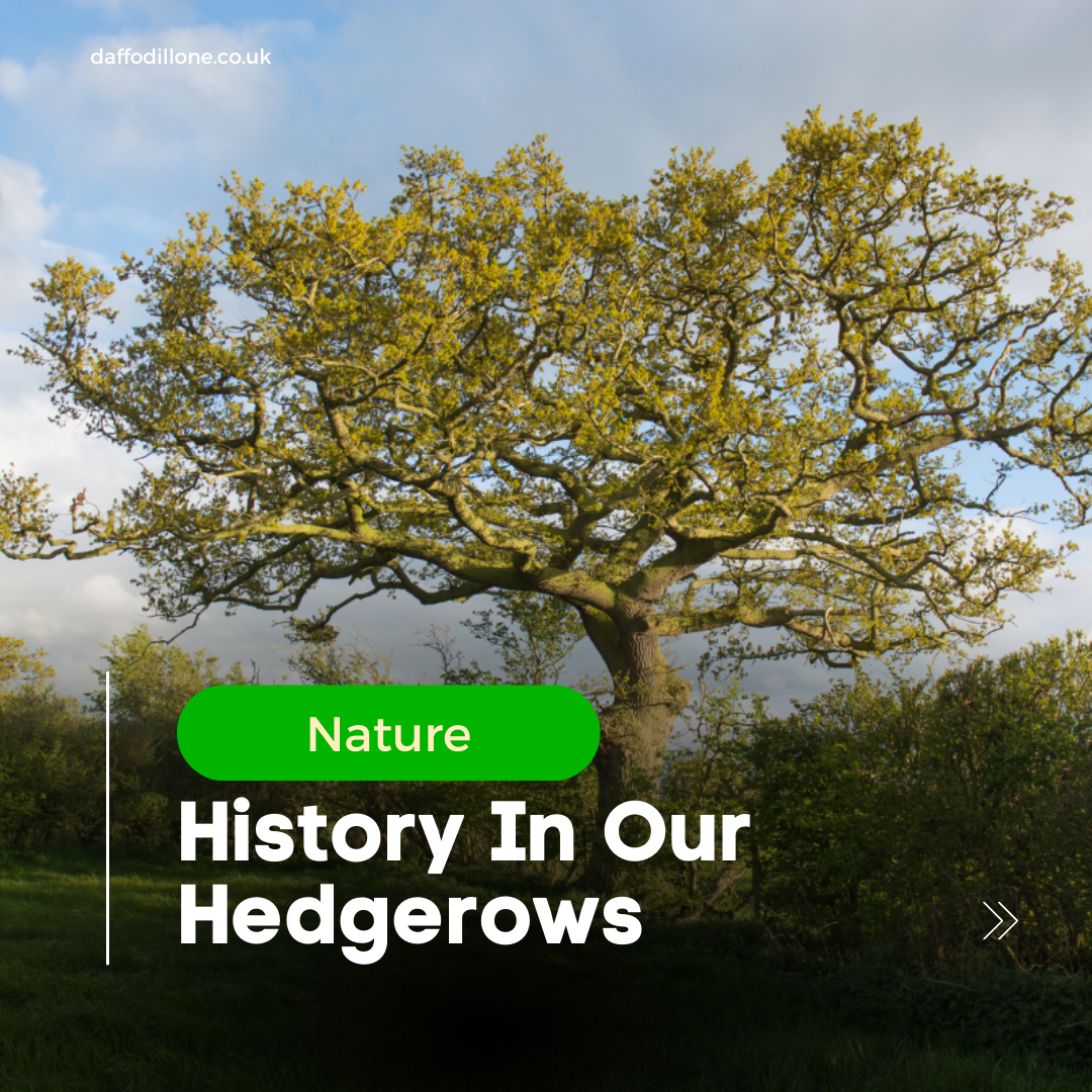 History in our Hedgerows
