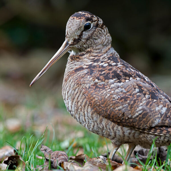 Nature on the Bus: The Woodcock