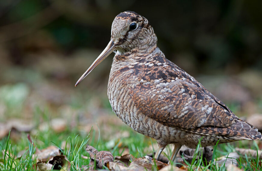 Nature on the Bus: The Woodcock
