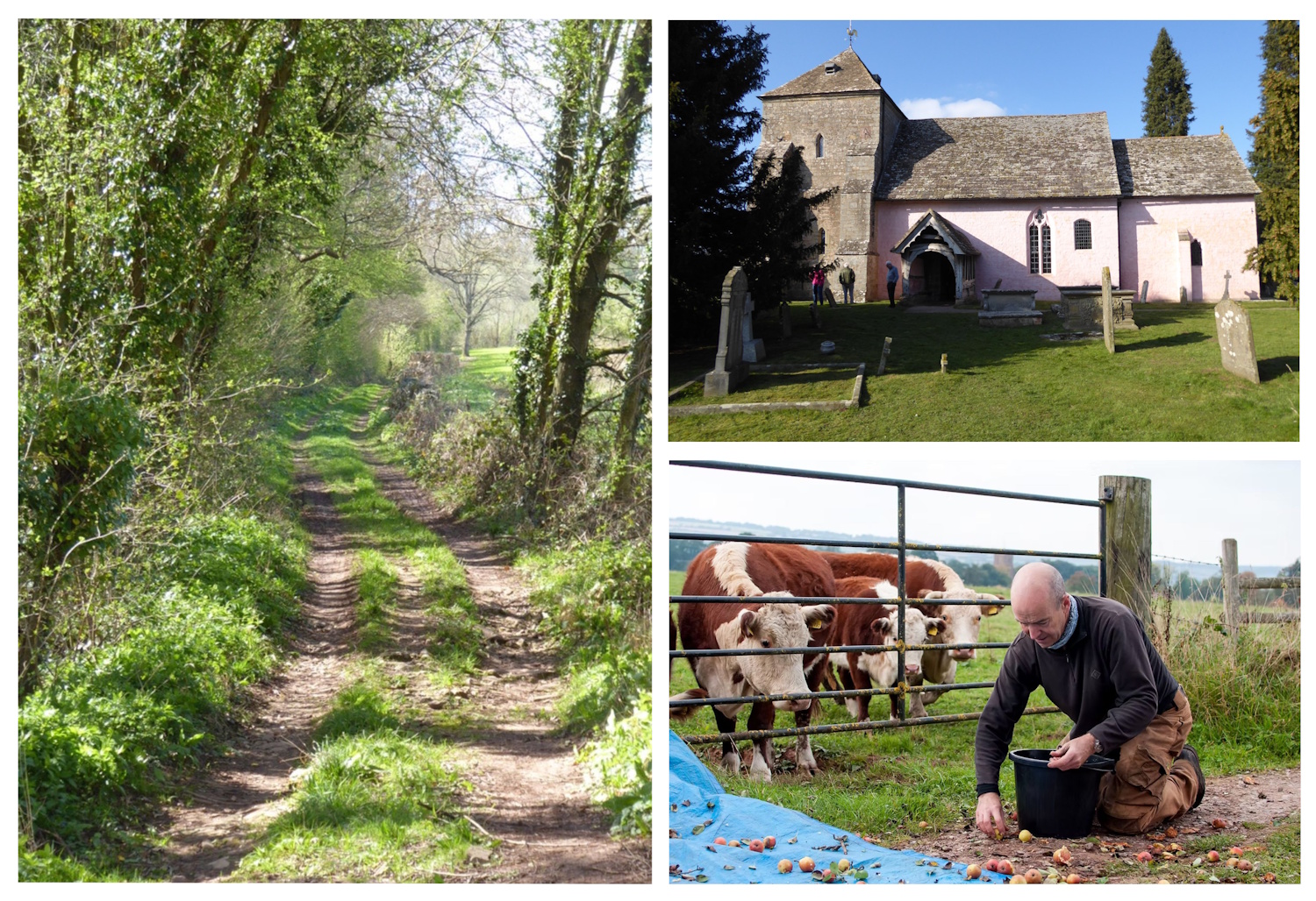 Walk with the Bus: Much Marcle and Kempley